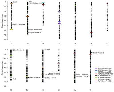 Evaluation of Septoria Nodorum Blotch (SNB) Resistance in Glumes of Wheat (Triticum aestivum L.) and the Genetic Relationship With Foliar Disease Response